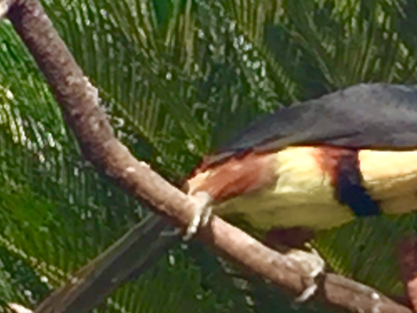 Toucan Aracari, Costa Rica - Vacances au Costa Rica