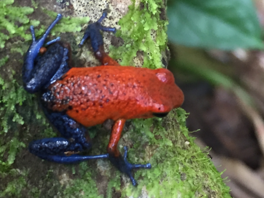 Grenouille Blue Jeans, Costa Rica - Vacances au Costa Rica