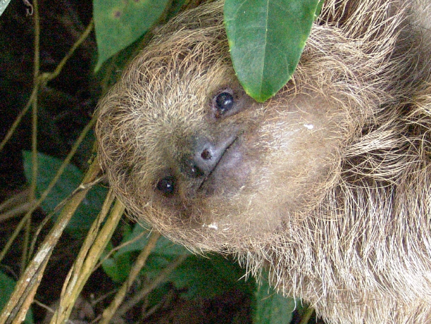 Paresseux, Costa Rica - Vacances au Costa Rica
