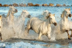 Camargue - Vadim Petrakov