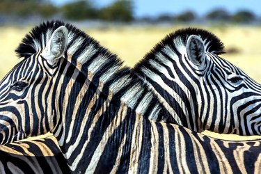 guide de voyage, Afrique du Sud : Les zèbres sont légions dans les parcs nationaux. - EcoPrint