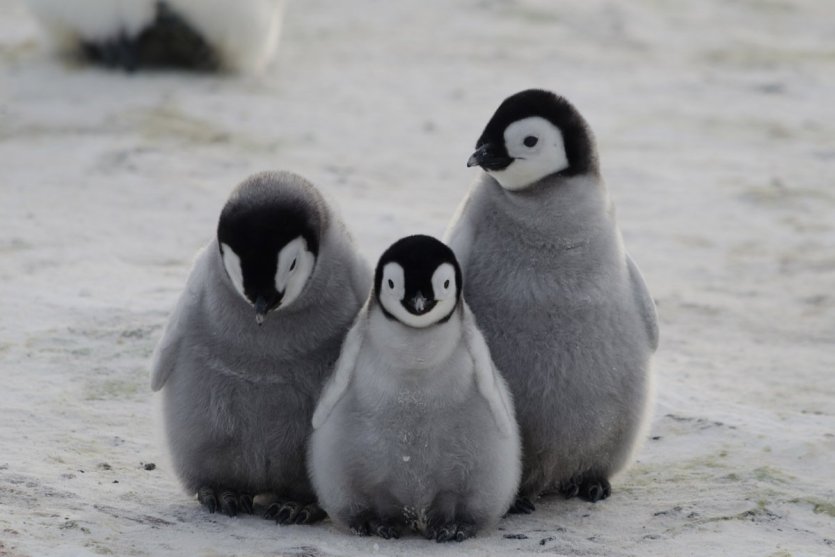 - © antantarctic - Shutterstock.com