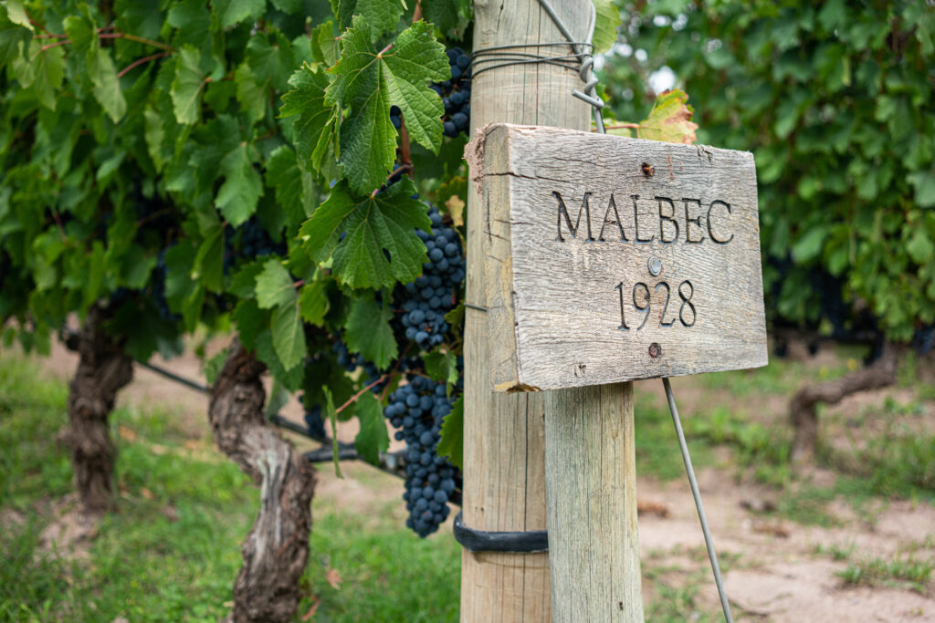 Vignoble Malbec