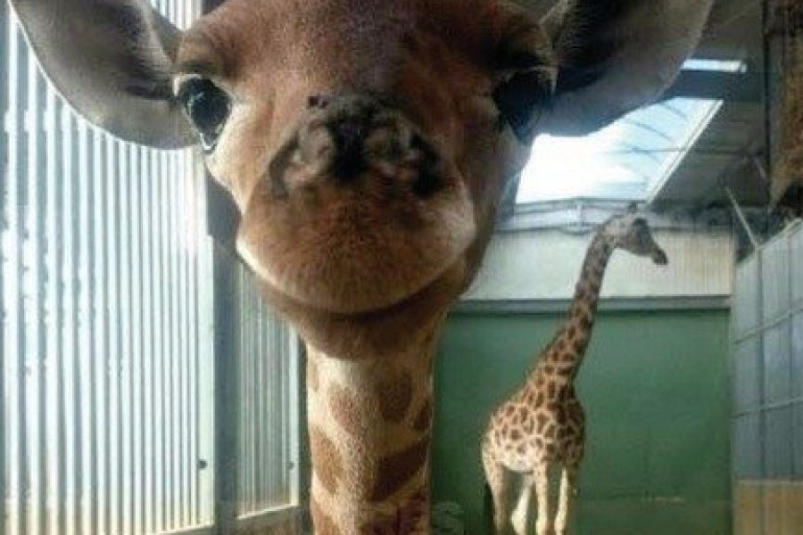 Un nouveau girafon à Touroparc.zoo
