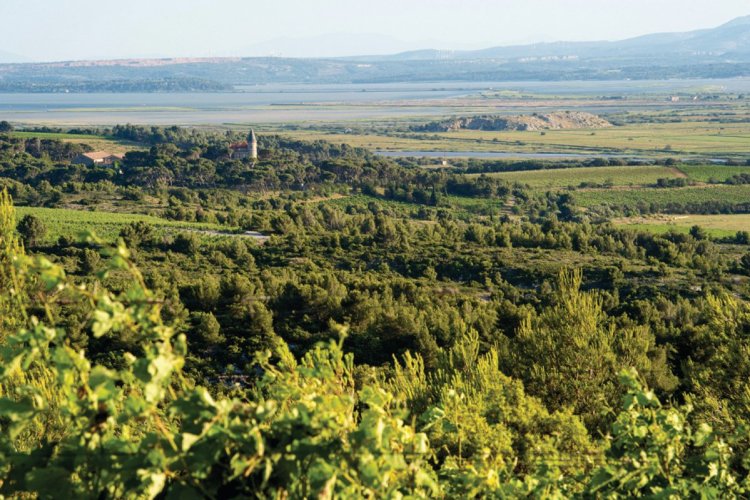 Vignobles narbonnais. - © DR