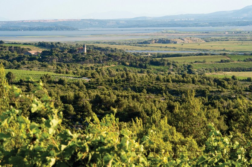 Vignobles narbonnais. - © DR