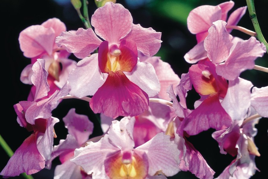 Les orchidées font flotter un parfums d'exotisme à l'Abbaye de Fontfroide.
