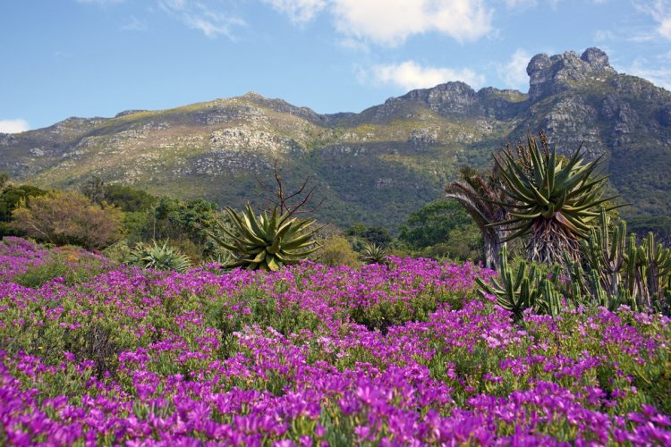 Jardin botanique Kirstenbosch Botanic Gardens, Cape Town, Afrique du Sud - © Jeremy Richards - iStockPhoto.com
