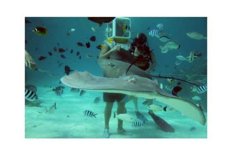 Découverte de la faune de Bora Bora - © www.aquasafaribora.com