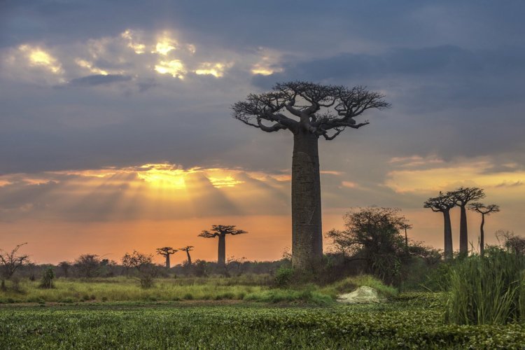 Les fameux baobabs, figure de la faune de Madagascar. Ils sont également menacés. - © Javarman3 istockphotos
