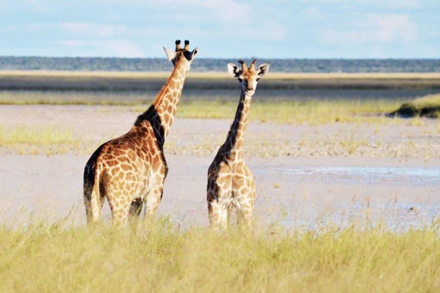 Namibie, le safari inoubliable
