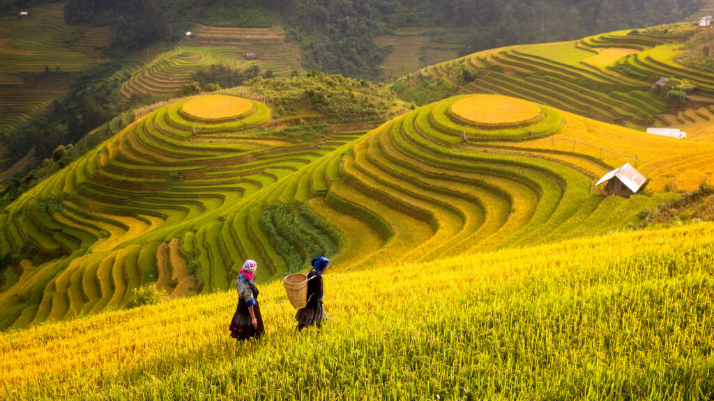 Vue sur les rizières au Vietnam 