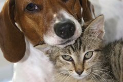 Partez en vacance avec votre animal de compagnie.