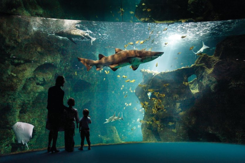 - © Aquarium La Rochelle