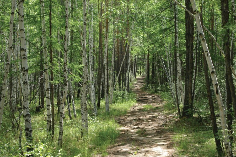 Week-end sportif et artistique au massif forestier de l'Arc boisé.