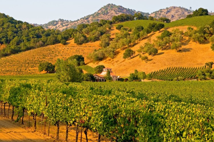 La vallée de Napa - © Andrew Zarivny