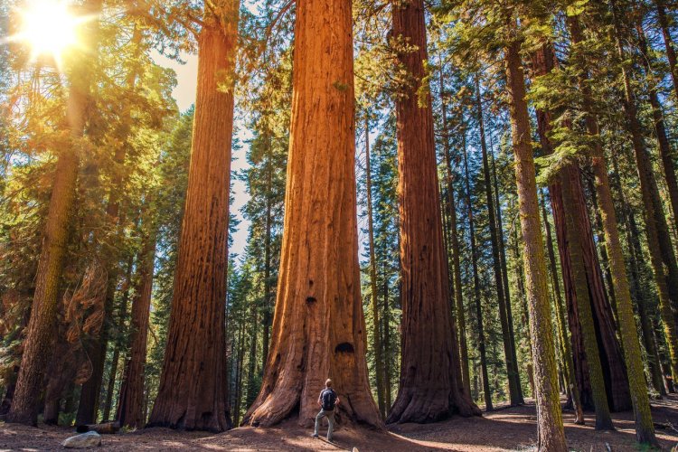 Sequoia National Park - © welcomia - Shutterstock.com