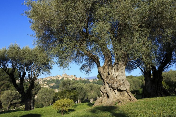 Jardin du Musée Renoir à Cagnes-sur-Mer - © CRT Côte d'Azur - Camille MOIRENC