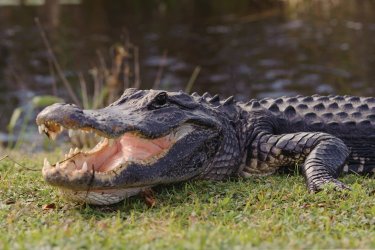 Immersion dans les eaux troubles du bayou au parc Le PAL