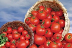 La tomate est en fête au Château de la Bourdaisière.