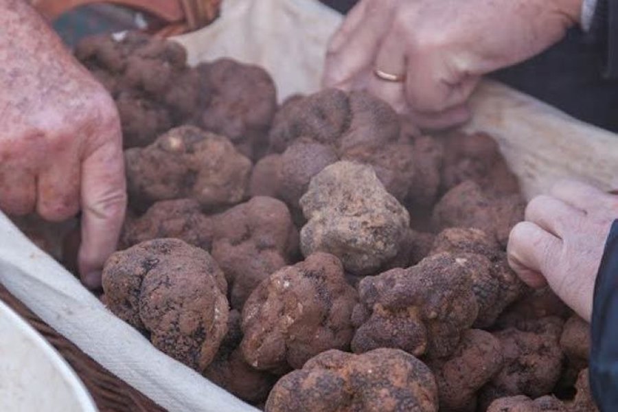 La truffe à l'honneur tous les jeudis matin à Aups