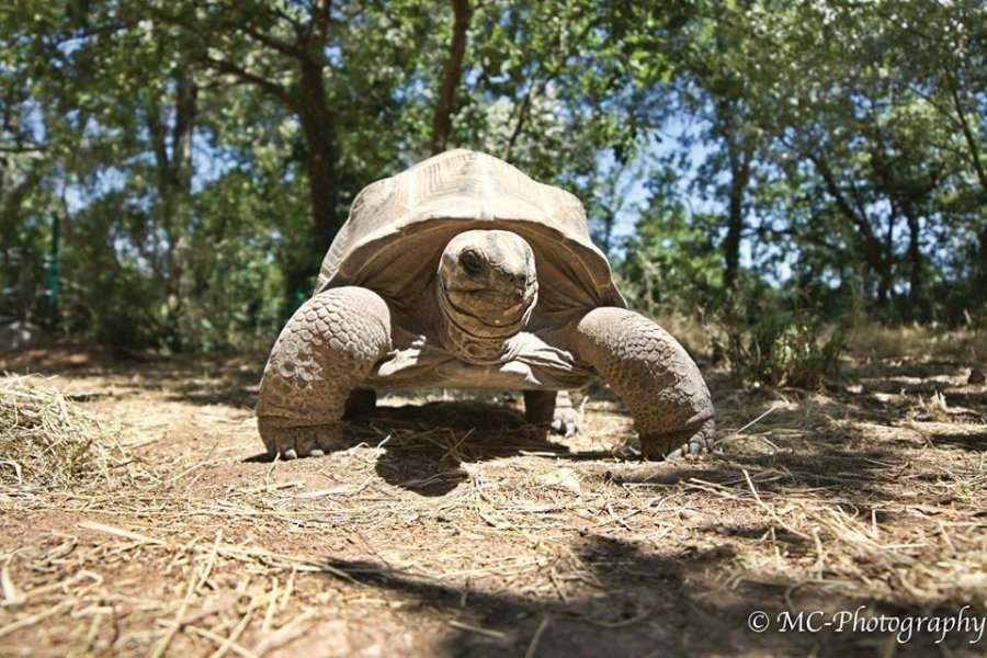 Les tortues déménagent à Carnoules