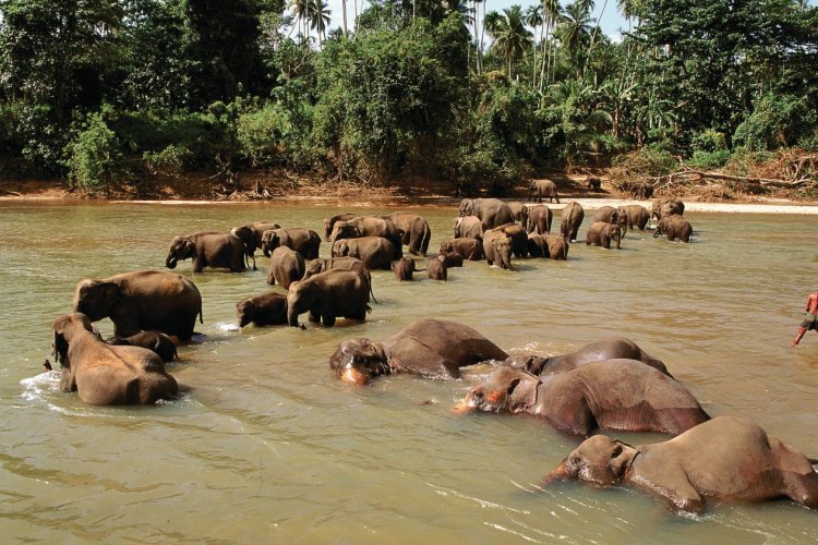 Orphelinat des éléphants - © Author's Image