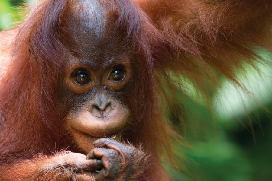 10 animaux en danger, à découvrir et protéger avant qu'il ne soit trop tard...