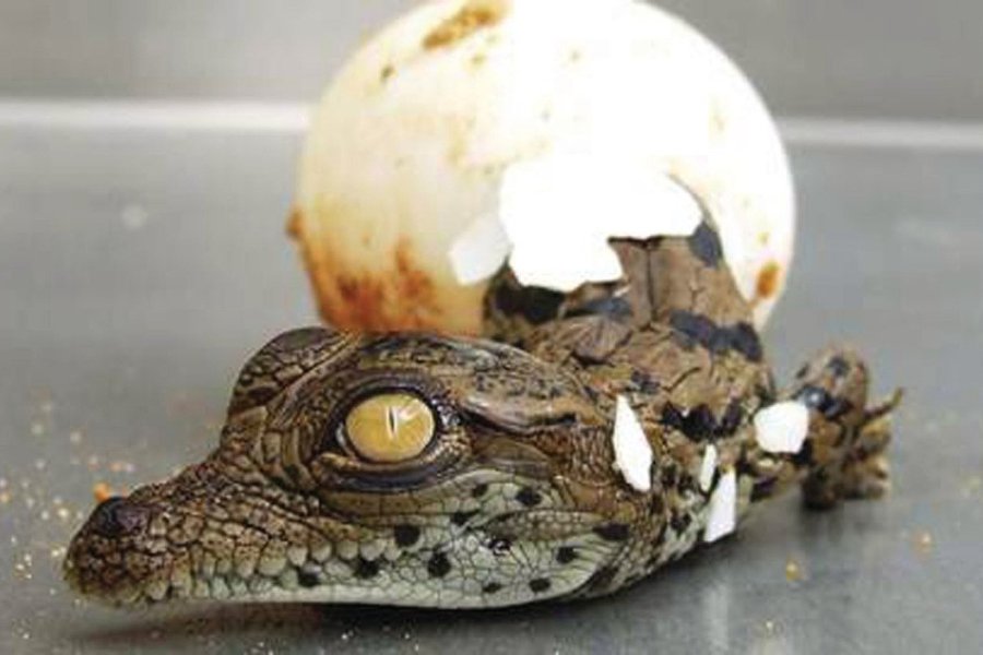 De nouveaux arrivants à la Ferme aux Crocodiles