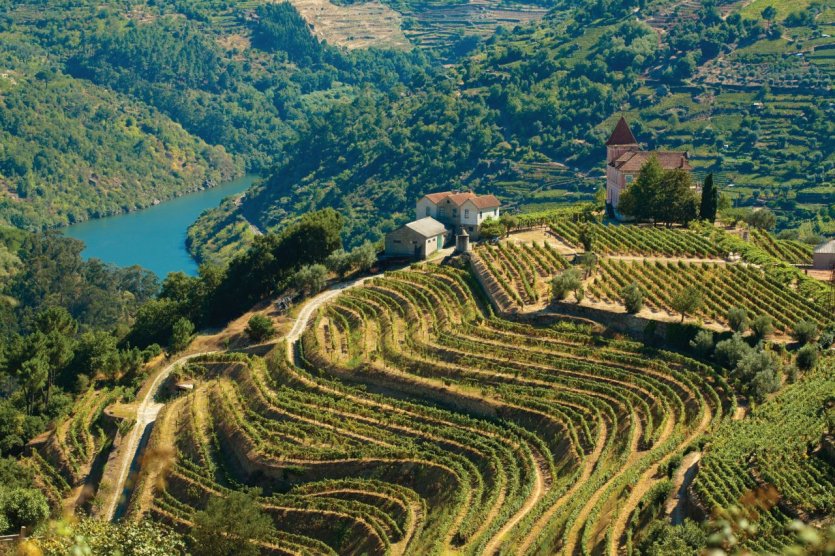 Vignoble de la vallée du Douro. - © PRG-Estudio - iStockphoto