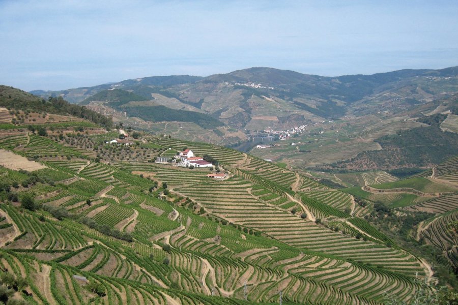 Vendanges dans le Douro