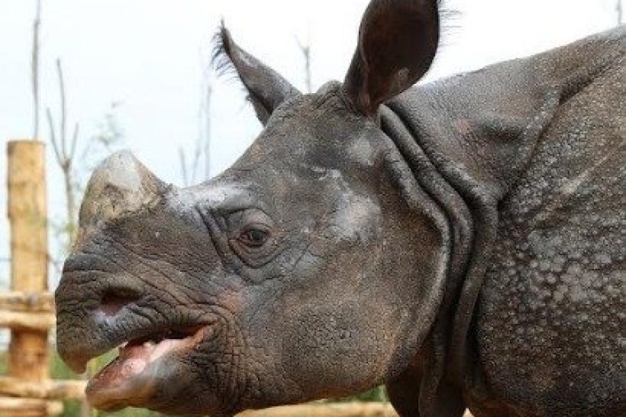 Le zoo de la Flèche s'agrandit avec une nouvelle zone dédiée à l'Asie