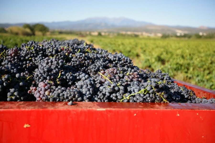 Lancement d'un site original dédié au vin: www.lesgrappes.com