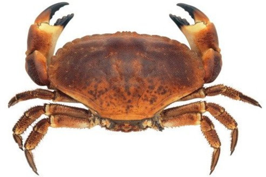 A la Pentecôte, Audresselles fête le crabe !