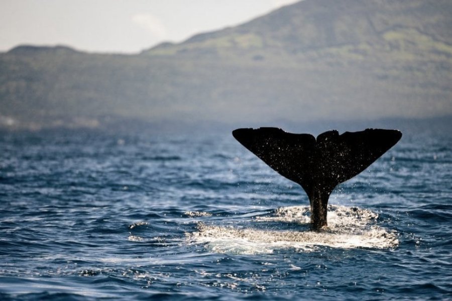 Que faire, que voir dans les Açores ? Top 15 des plus beaux endroits à visiter