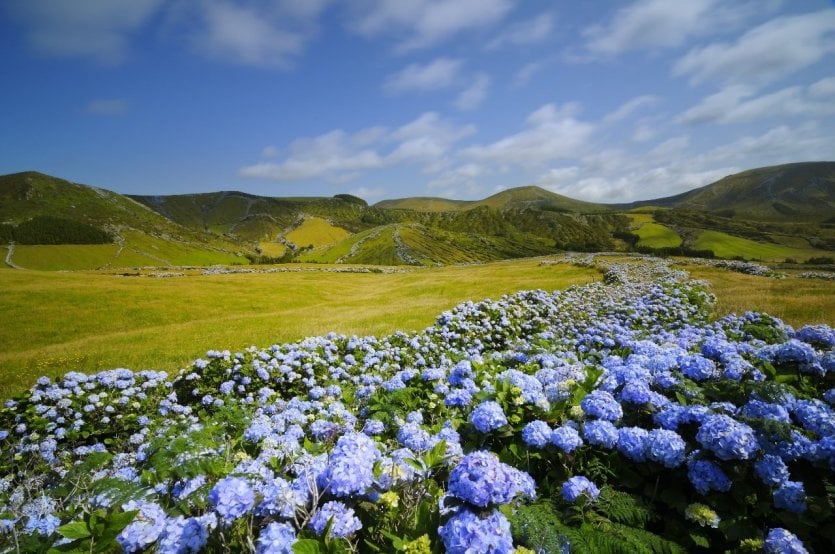 Flores, l'" île aux fleurs