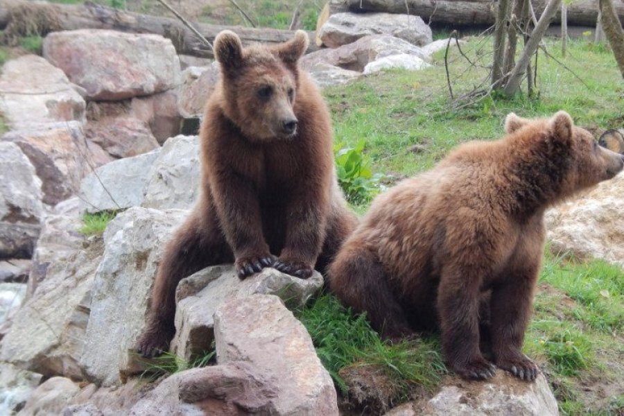 3 ours bruns au parc zoologique de Lisieux