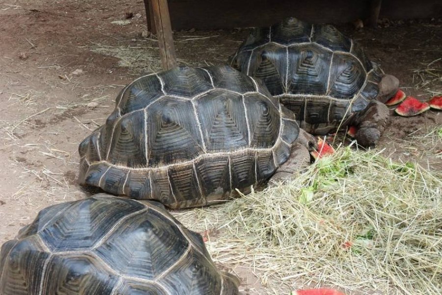 Le nouveau Village des Tortues enfin inauguré !