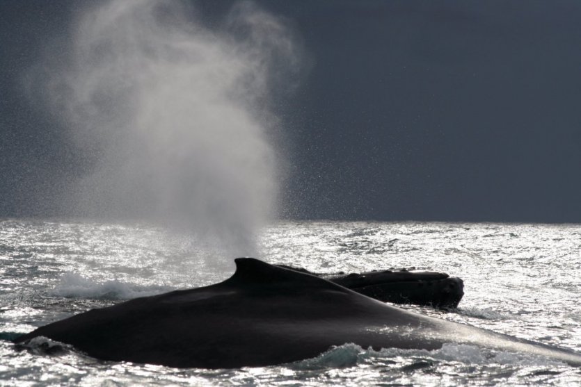 Baleine à bosse, Sainte-Marie - © Arnaud BONNEFOY