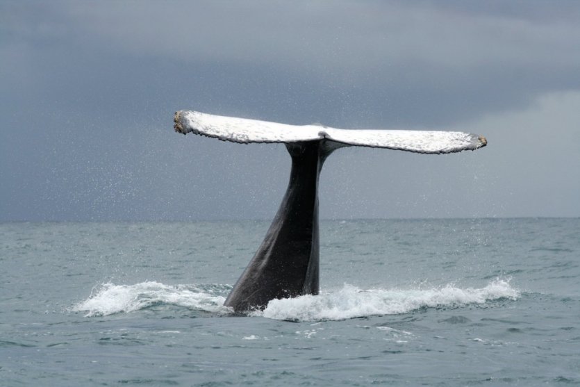 Baleine à bosse, Sainte-Marie - © Arnaud BONNEFOY