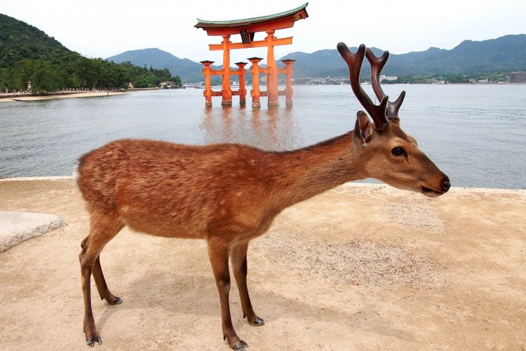 Daim en liberté à Miyajima. - © Maxime DRAY