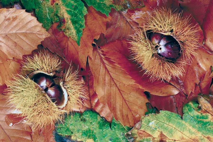 Les Gourmandises d'Ardèche