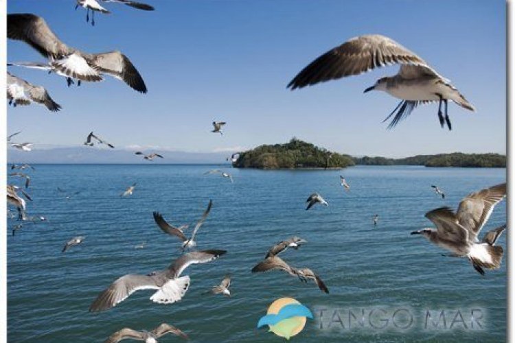 - © Tango Mar Beachfront Boutique Hotel & Villa