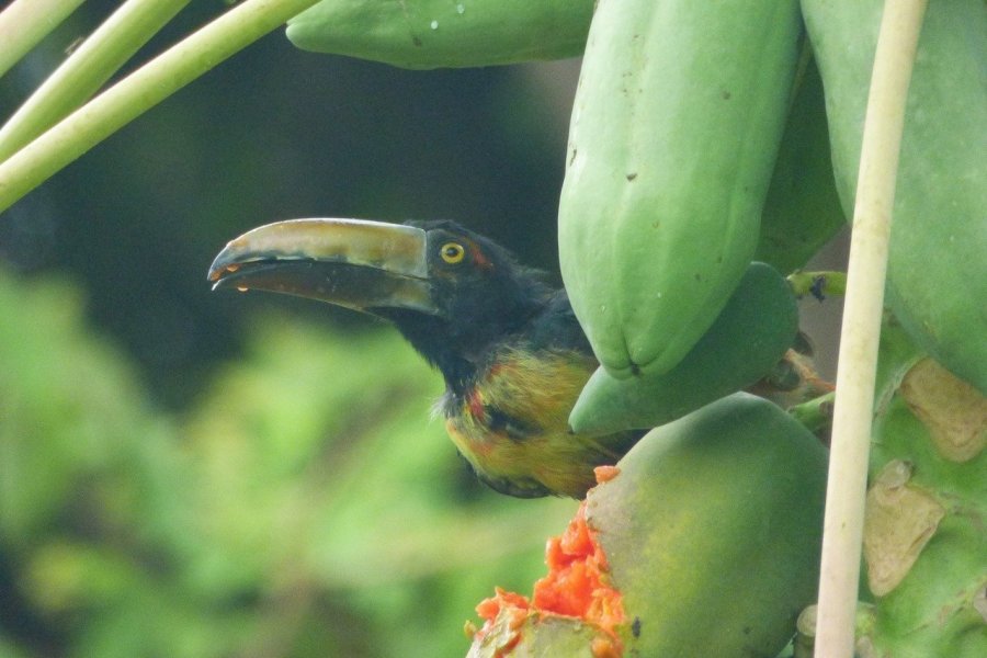 Nombreux sont les oiseaux au Costa Rica