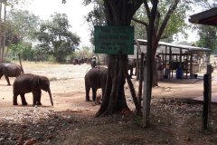Rencontre avec le Dr. Vijitha, vétérinaire à l'ETH d'Uda Walawe (Sri Lanka)
