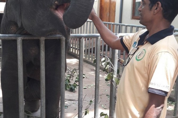 Le Dr. Vijitha avec Namal, jeune éléphant blessé profitant d'une prothèse depuis ses premiers mois - © Roxane LAMOUILLE
