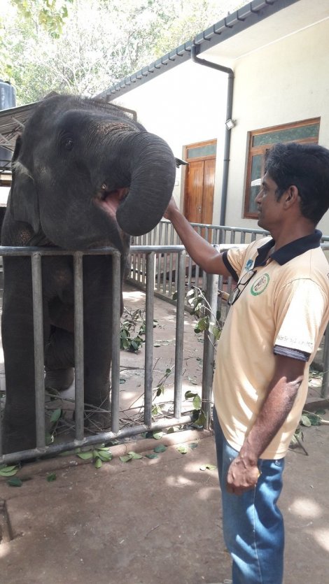 Le Dr. Vijitha avec Namal, jeune éléphant blessé profitant d'une prothèse depuis ses premiers mois - © Roxane LAMOUILLE