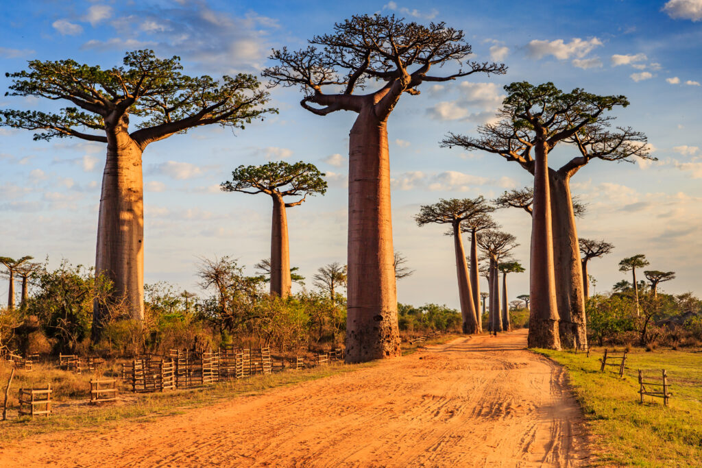 Baobab à Madagascar