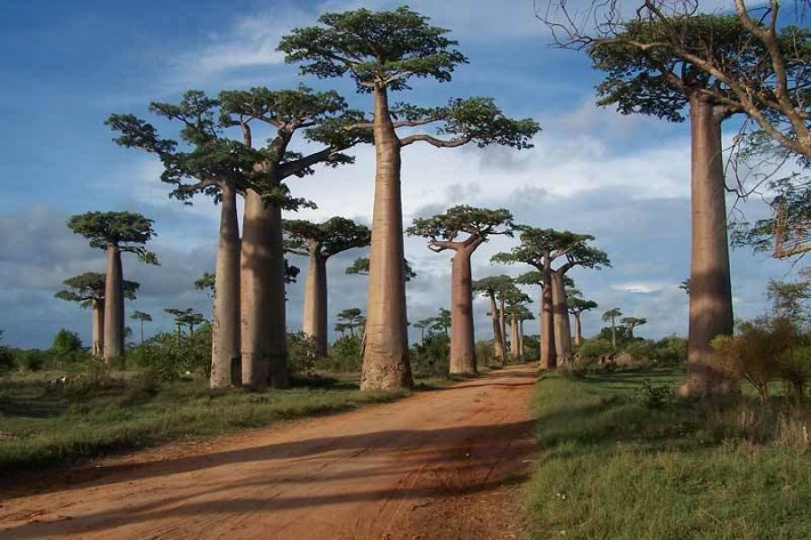 Le festival Baobab Fosa s'invitait a Morondava