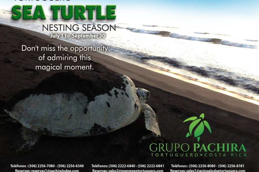 Les tortues sont de sortie au Costa Rica